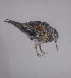 The Purple Sandpiper by Francine Davies Art, Acrylic Ink Sketches
