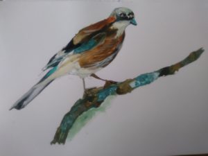 The Jay. Paintings by Francine Davies Art